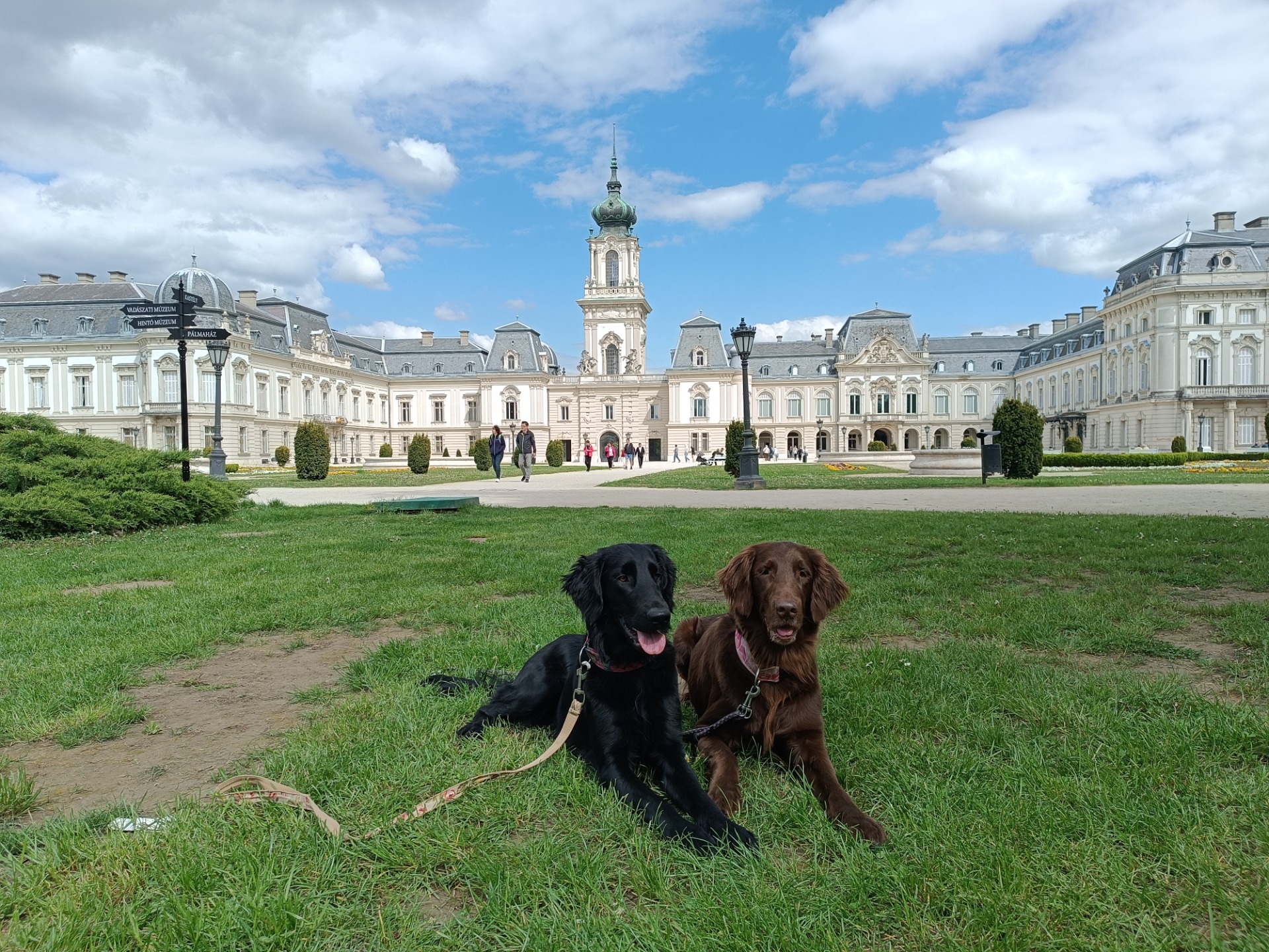 S našimi fenkami Flat coated retriever cestujeme i do zahraničí